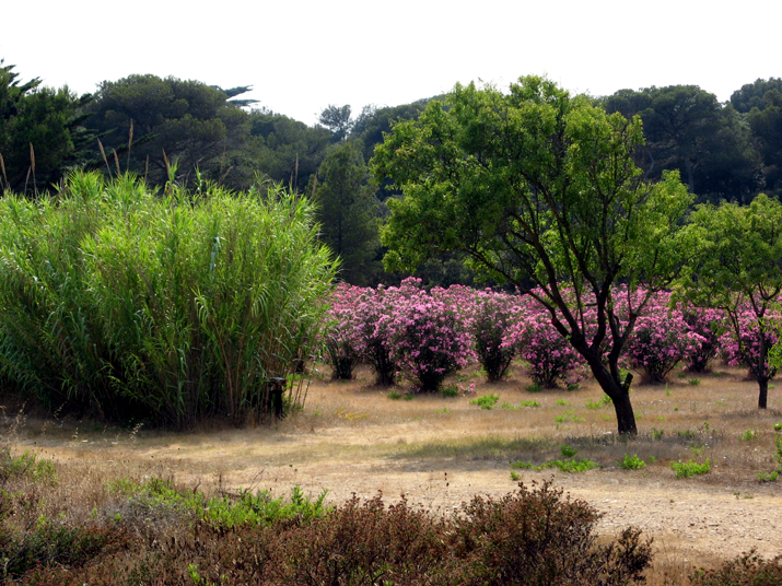 2006-07 WE Pereira Porquerolles 0043.jpg